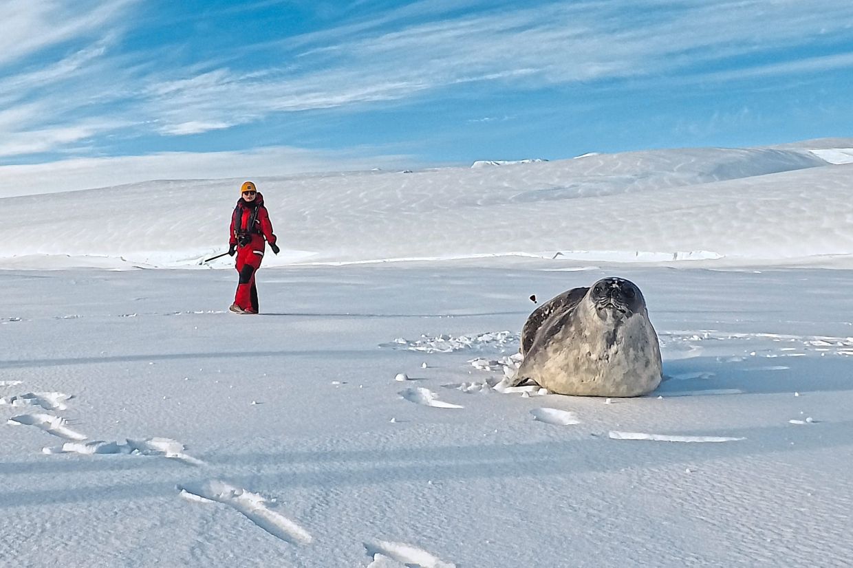 The seals don’t seem to mind the tagging devices, but some of the researchers say tagging process nonetheless tugs on some complicated heartstrings.