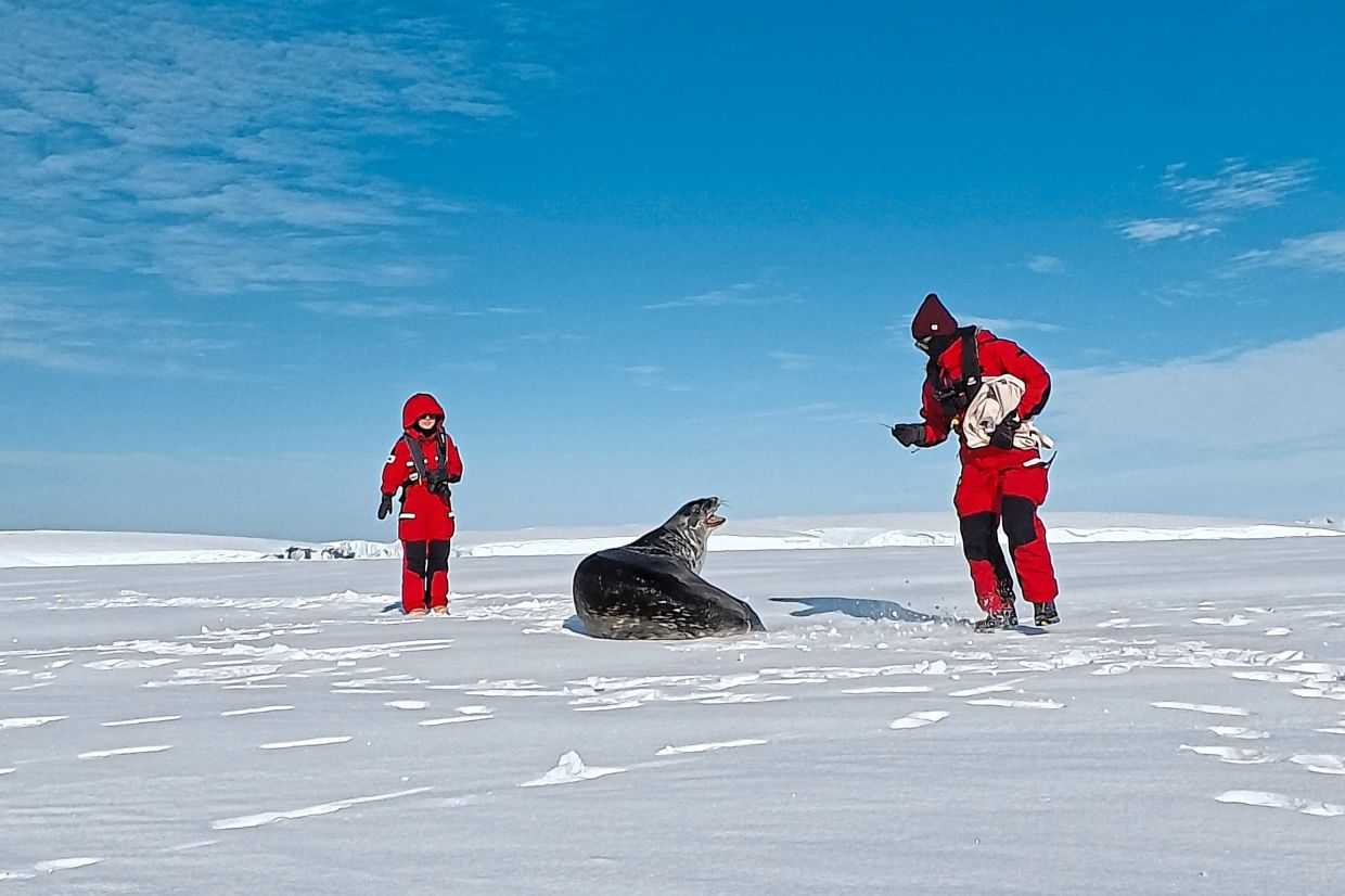 Cheon (left) and Chung approach a seal a seal before sedating and tagging it.