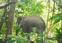 Relief for Besut residents after elephant is captured
