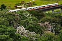 Showers bring early pop of colour to the urban jungle