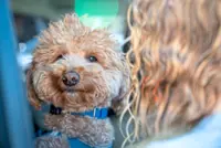 Dog abandoned at US airport finds happy home with responding police officer