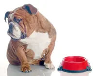 Does your dog judge you? Female dogs often prefer the more 'competent' person