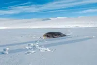 Antarctica’s best ocean explorers have whiskers and love to lounge