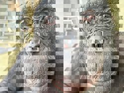 Can apes play pretend? A new experiment hints that they can