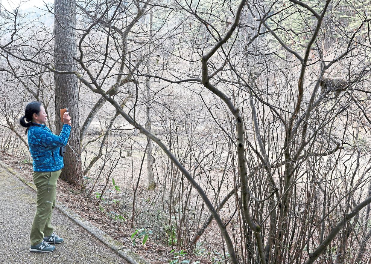 Research on record: Kyoto University primatologist Takayo Soma photographing a wild monkey on a tree at a nature park in Azumino, Nagano prefecture. — Reuters