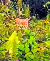 Perhilitan on the lookout for tiger sighted near village