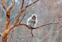 One monkey wins hearts while kin face culls