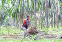 Pogo spread catalyst for plantation sector