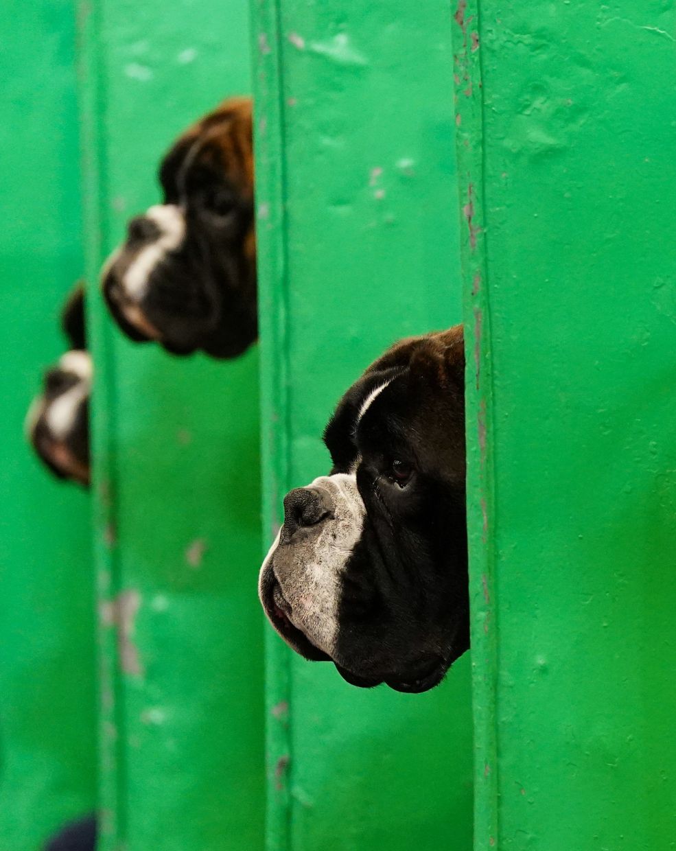 Show dogs tend not to get enough exercise, while owners of working dogs know their animals need tasks to perform and give them such tasks. Here, Boxers on the first day of the Crufts Dog Show at the National Exhibition Centre (NEC) in Birmingham. Photo: Jacob King/PA Wire/dpa