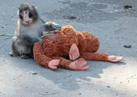 Baby monkey not being bullied, says zoo
