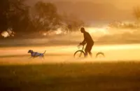 How to help your dog if it has ADHD