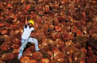 Malaysia raises April crude palm oil reference price to level where duty is 9.5%