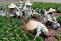 The govt sounds the alert as Vietnam encourages remote work to save fuel