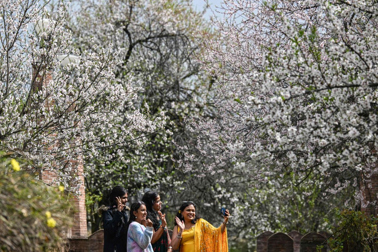 Tourists take a selfie with almond blossoms in an orchard at the Badamwari Garden in old downtown Srinagar in India. -- Photo by TAUSEEF MUSTAFA / AFP