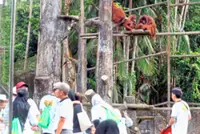New ticket rates for Taiping zoo, night safari