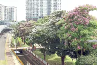 JB streets blossom with Sakura-like charm