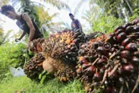 Indonesia accelerates bioenergy development to boost energy self-sufficiency