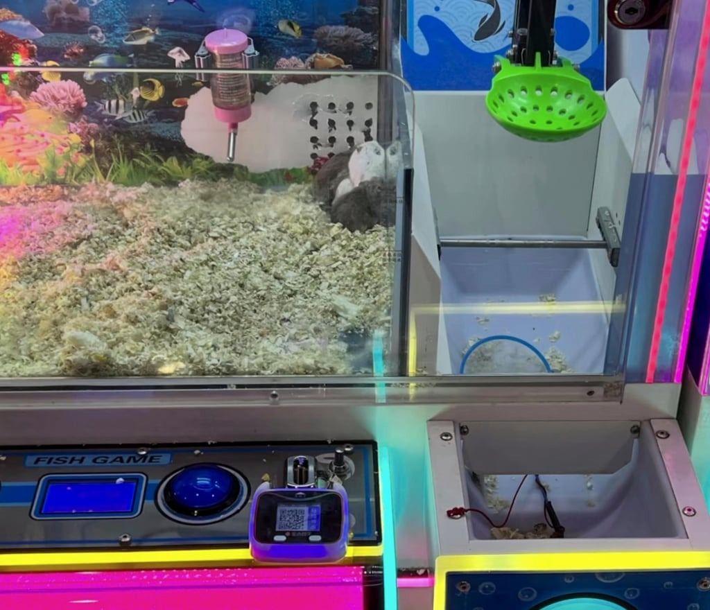 Images captured from surveillance footage clearly show the hamsters, centre, cowering in the corner of the claw machine. - Photo: www.nfnews.com