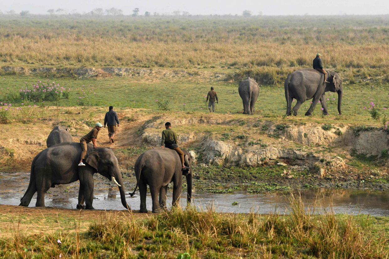 Forest department mahouts riding their elephants at the Kaziranga National Park in India's northeastern state of Assam. Over a hundred women forest guards, known as the Van Durgas, have been deployed in the Kaziranga National Park to combat poaching, protect biodiversity, and safeguard endangered species such as the one-horned rhinoceros.-- Photo by Biju BORO / AFP