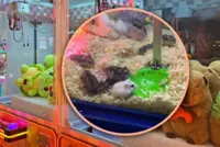 China game shop slammed for using live hamsters in claw machine, now utilising fish, turtles