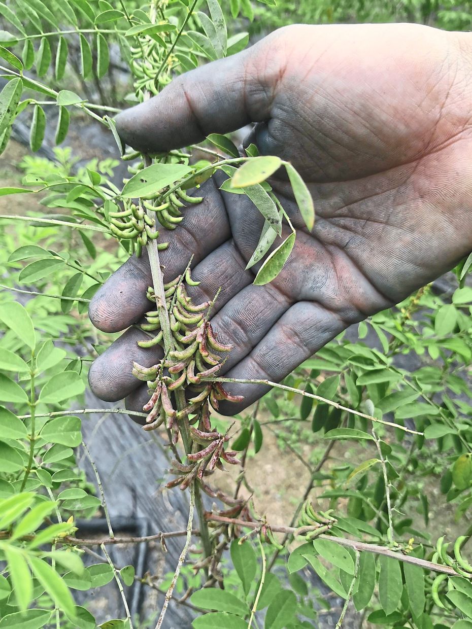 While most plants are harvested before they bloom, some are allowed to bear seeds to ensure species continuity. Photo: Alan Teh Leam Seng 