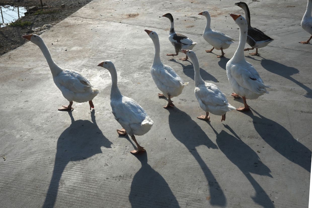 Cambodia reports second human case of bird flu in 2026