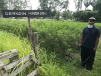 In Thailand's Pattani province, Indigofera blooms spark a Thai-Malay craft revival