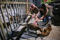 Stray cat population rises in Singapore's Sungei Kadut, Tuas despite nationwide sterilisation programme