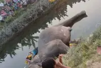 Elephant electrocuted, dies in charity drive at Myanmar's Kyaukse Dam