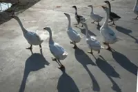 Cambodia reports second human case of bird flu in 2026