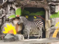Painted friends comfort Sero, zebra famous for escaping from South Korea zoo