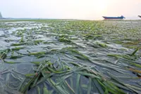 Hidden meadows, rising threats – the story of Malaysia's seagrasses