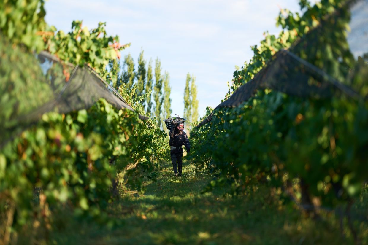 A worker carries a crate of grapes harvested at the Canopus Farm in El Cepillo, Mendoza province, Argentina, Tuesday, March 10, 2026. (AP Photo/Rodrigo Abd)