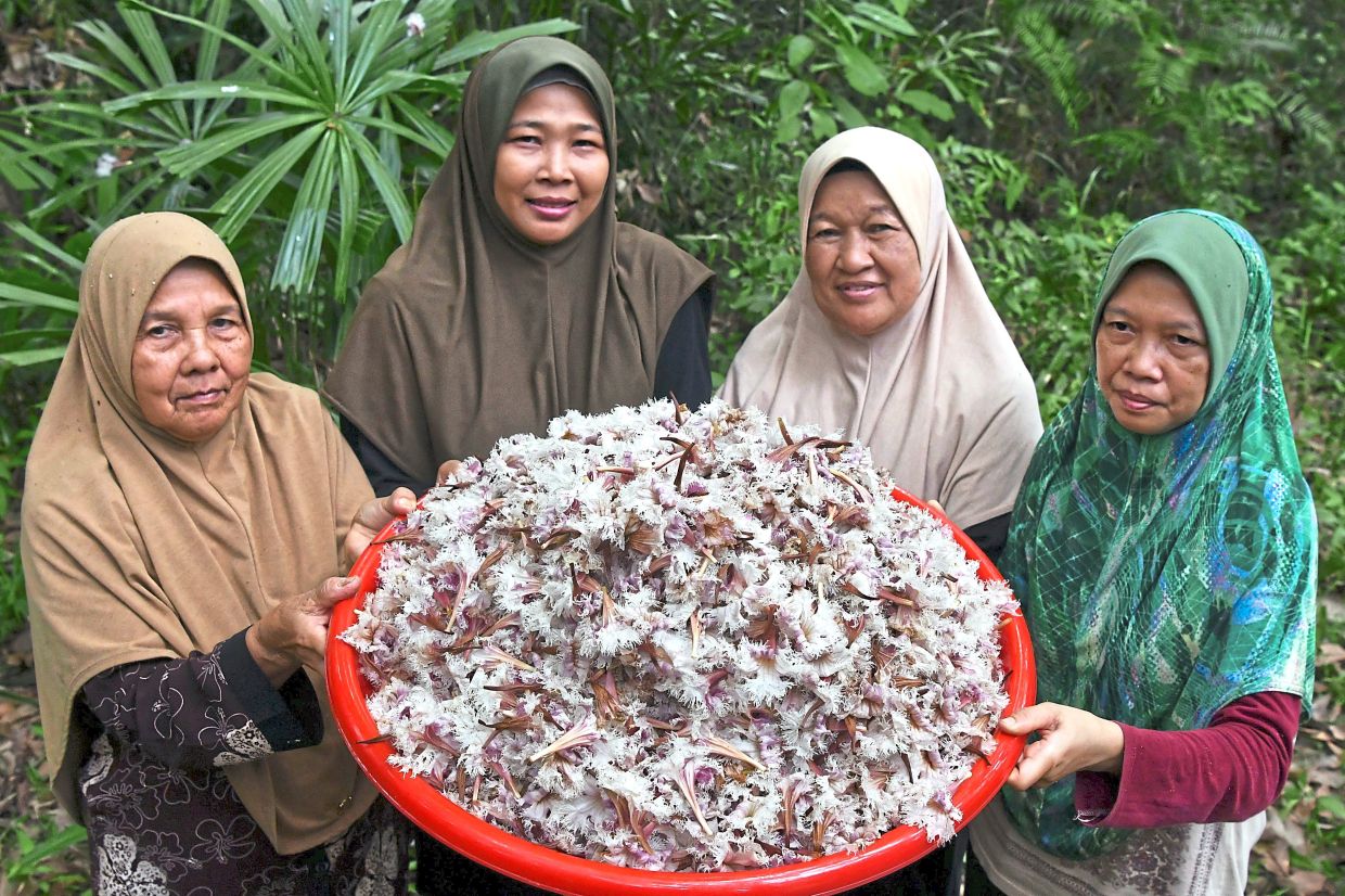 Norihawati (second left) with other villagers with their haul of chica blossoms. 