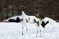 Japan removes Japanese crane from threatened species list