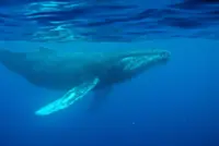 Oldest known whale recording could unlock mysteries of the ocean