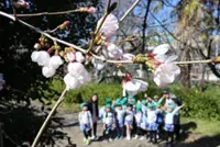 Japan's first cherry blossom of 2026 confirmed in Kofu, Gifu, and Kochi