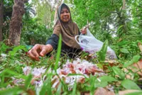 Annual chica blossoms fall becomes culinary treasure in Pasir Mas, Kelantan
