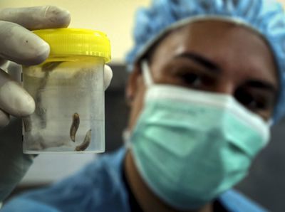 Dr.Ivorra showing a species of maggots that only feed on necrotic (dead) flesh after a post-mortem at Universiti Malaya Medical Centre\'s forensic department on 15 January,2026. — AZHAR MAHFOF/The Star