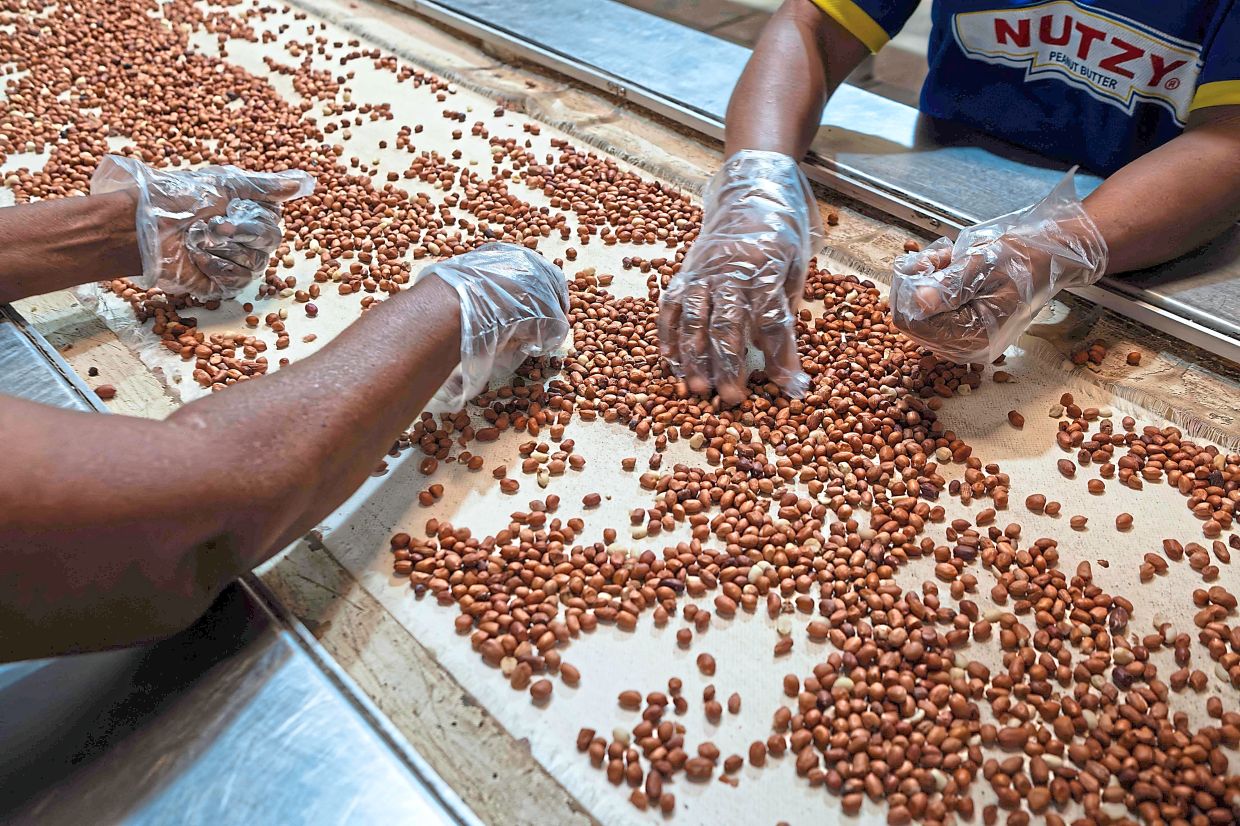 Factory workers processing peanuts at the Nutzy peanut butter factory in Lagos.