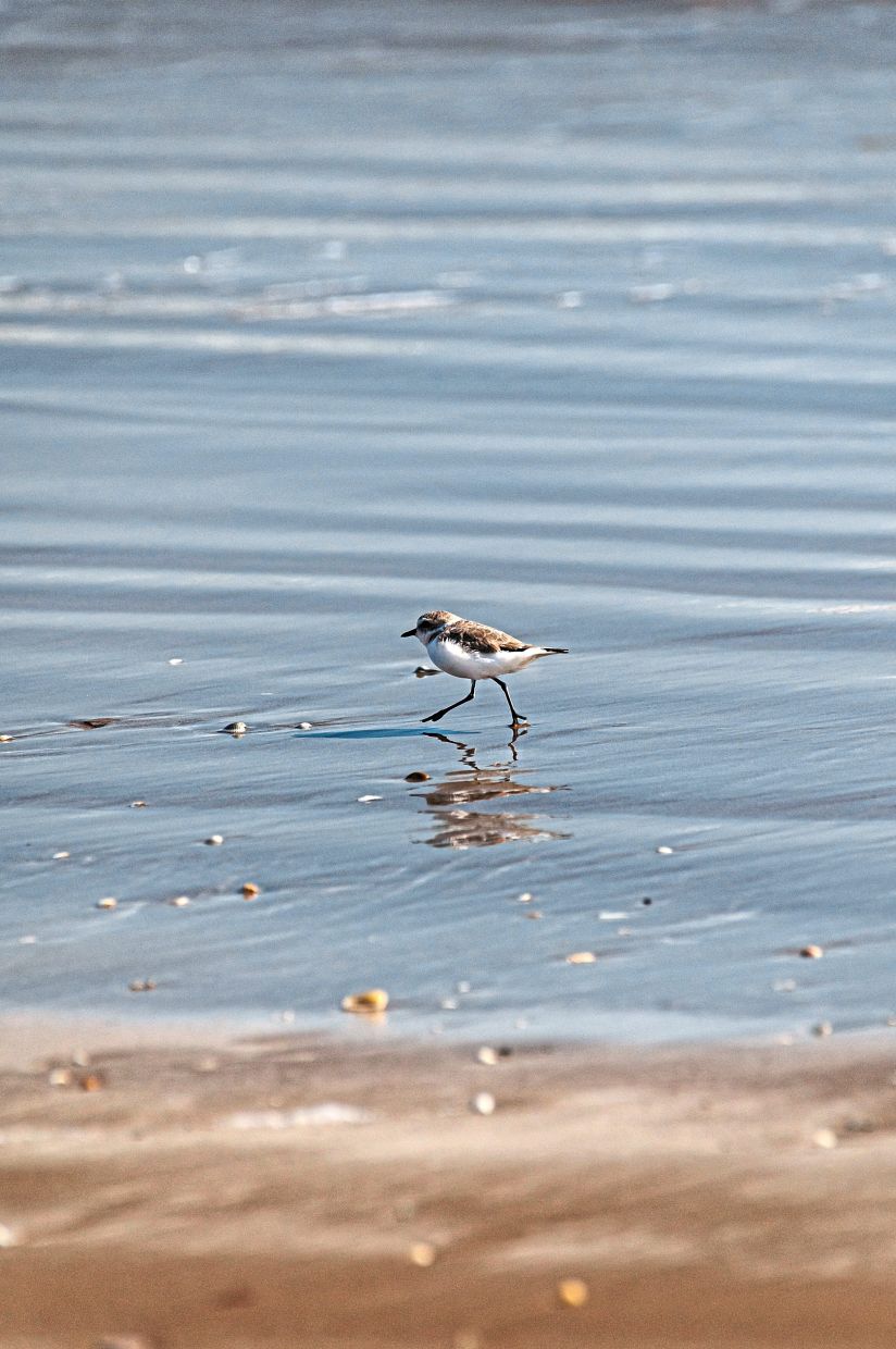 A snowy plover shorebird at Boca Chica Beach, near near Brownsville, Texas. — MERIDITH KOHUT/The New York Times