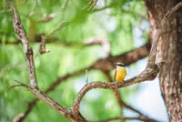 Wings in crisis: Birds are declining faster that previously thought, study finds