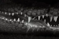 Father watches in horror as son taken in Kinabatangan croc attack