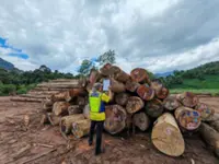 Authorities seize illegal timber worth millions in Sook, Sabah