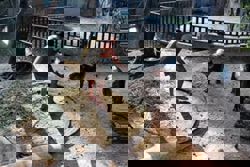 Man arrested in Thailand after trespassing into viral hippo Moo Deng’s enclosure