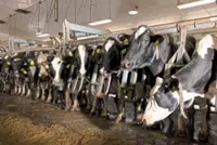 Americans won’t fill migrant jobs