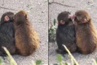 Punch the monkey has new girlfriend, fans are ecstatic