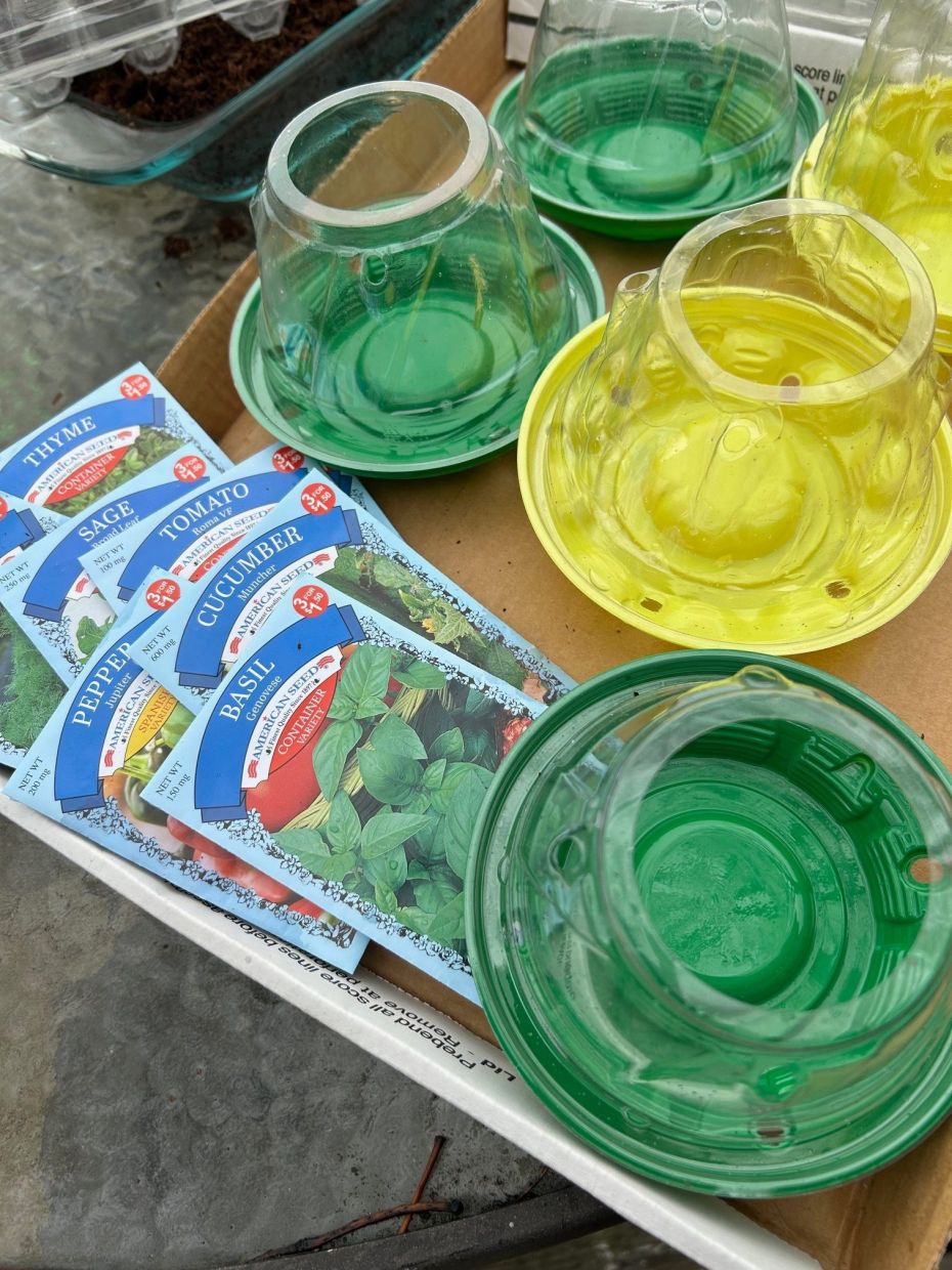Cherry tomato containers are repurposed to serve as seed-starting pots in Waitsfield, Vt., on Monday, March 16, 2026. (AP Photo/Carolyn Lessard)