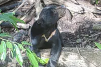 ‘Forgotten bear’ finally gets to shine on world stage