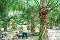 Palm oil production in February falls for the fourth consecutive month